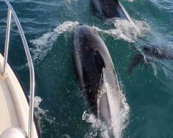 programmes sorties bateau